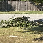 Bulk Trash Pickup at 2817 Golden Ct